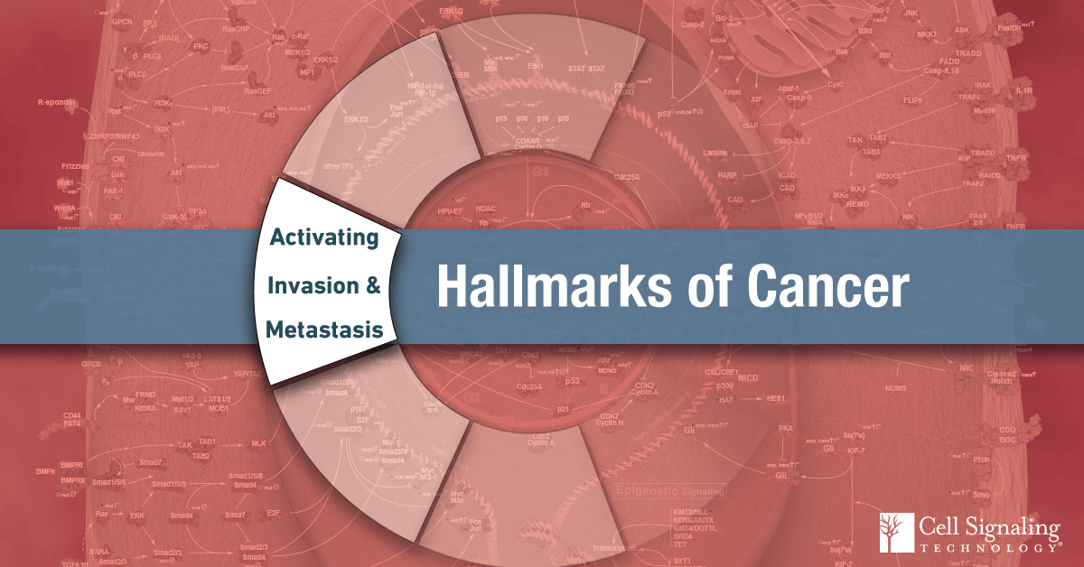 Hallmarks Of Cancer Activation Invasion And Metastasis 5343